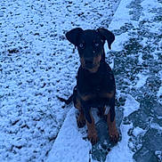 Vaïana a rejoint le concours — aidez-le/la à gagner de superbes lots ! dog, doberman, puppy, snow, winter, outdoor, path, footprints, ice, animal, pet, black_and_tan, young, sitting, snowy_ground, cold, nature, canine, fur, ears