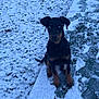 dog, doberman, puppy, snow, winter, outdoor, path, footprints, ice, animal, pet, black_and_tan, young, sitting, snowy_ground, cold, nature, canine, fur, ears