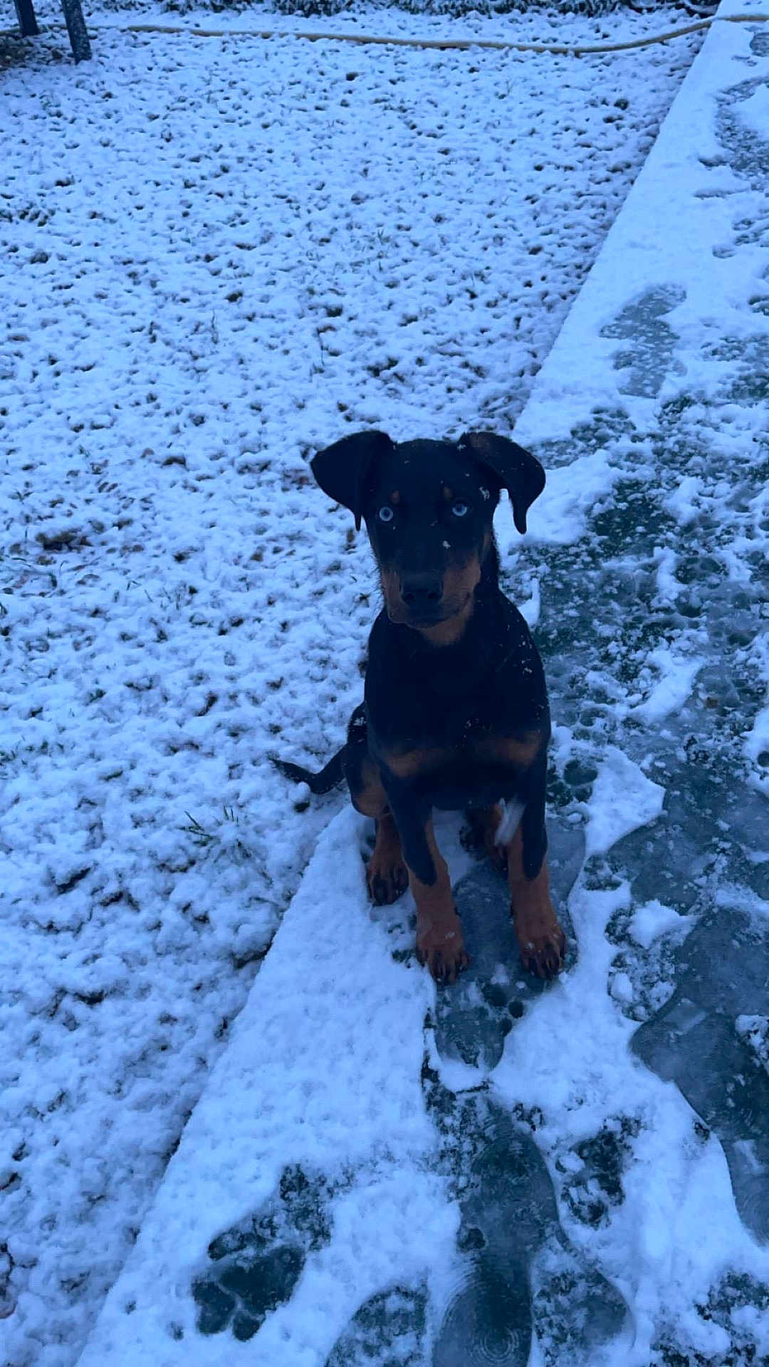 Vaïana a rejoint le concours — aidez-le/la à gagner de superbes lots ! dog, doberman, puppy, snow, winter, outdoor, path, footprints, ice, animal, pet, black_and_tan, young, sitting, snowy_ground, cold, nature, canine, fur, ears