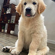 Yuki participe au concours pour gagner de l'argent avec cette photo : puppy, golden_retriever, dog, pet, indoor, floor, wooden_floor, sitting, cute, fluffy, tongue_out, animal, young_dog, home, decor, shelf, plant, statue, modern, cozy