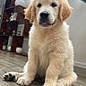 puppy, golden_retriever, dog, pet, indoor, floor, wooden_floor, sitting, cute, fluffy, tongue_out, animal, young_dog, home, decor, shelf, plant, statue, modern, cozy