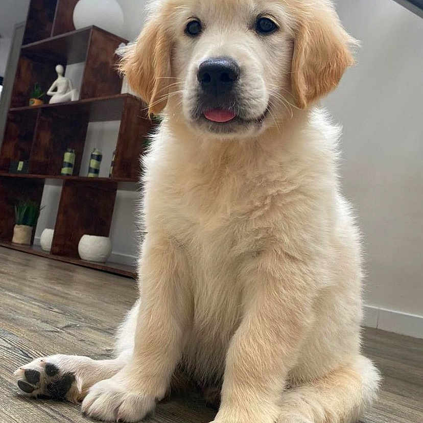 Yuki participe au concours pour gagner de l'argent avec cette photo : puppy, golden_retriever, dog, pet, indoor, floor, wooden_floor, sitting, cute, fluffy, tongue_out, animal, young_dog, home, decor, shelf, plant, statue, modern, cozy
