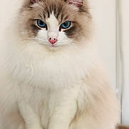 Roméo a rejoint le concours — aidez-le/la à gagner de superbes lots ! cat, fluffy, blue_eyes, portrait, feline, pet, animal, white_fur, brown_markings, indoor, close_up, cute, sitting, soft_texture, whiskers, ears, nose, face, domestic_cat, calm