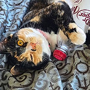 Michonne joined the competition — help win amazing prizes! animal, blanket, bottle, calico, cap, cat, closeup, cute, domestic, fabric, feline, fur, indoor, pattern, paw, pet, plastic, playful, relaxed, whiskers