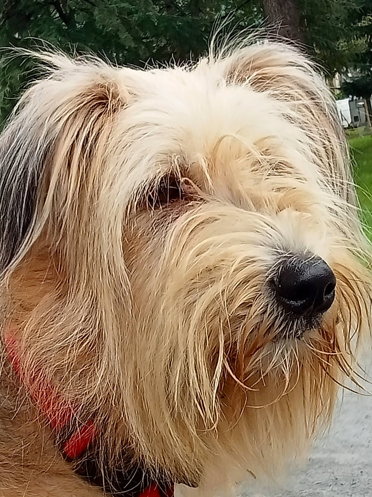 Pépette participe au concours pour gagner de l'argent avec cette photo : bearded_collie, canidae, carnivore, companion_dog, dog, dog_breed, fur, giant_dog_breed, liver, maltepoo, romanian_mioritic_shepherd_dog, small_terrier, snout, sporting_group, terrestrial_animal, terrier, toy_dog, tree, water_dog, working_animal