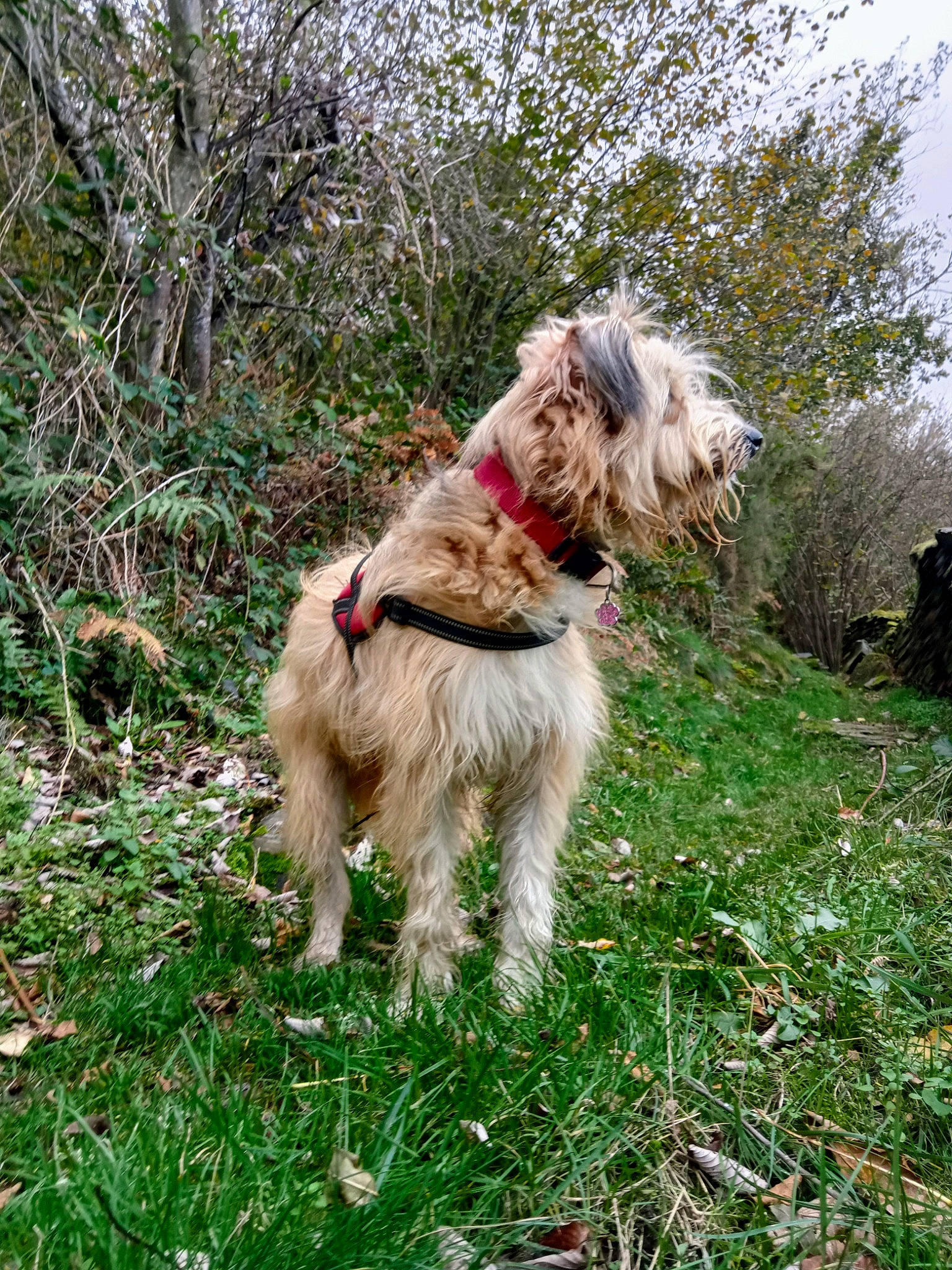 Pépette participe au concours pour gagner de l'argent avec cette photo : canidae, carnivore, collar, companion_dog, dog, dog_breed, dog_collar, dog_supply, grass, leash, liver, plant, small_terrier, sporting_group, terrier, toy_dog, tree, water_dog, working_animal