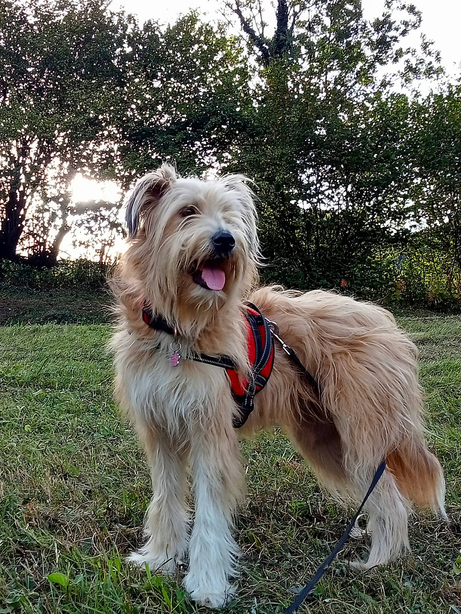 Pépette a rejoint le concours — aidez-le/la à gagner de superbes lots ! canidae, carnivore, collar, companion_dog, dog, dog_breed, dog_collar, dog_supply, grass, leash, plant, romanian_mioritic_shepherd_dog, sky, small_terrier, sporting_group, terrier, toy_dog, tree, water_dog, working_animal