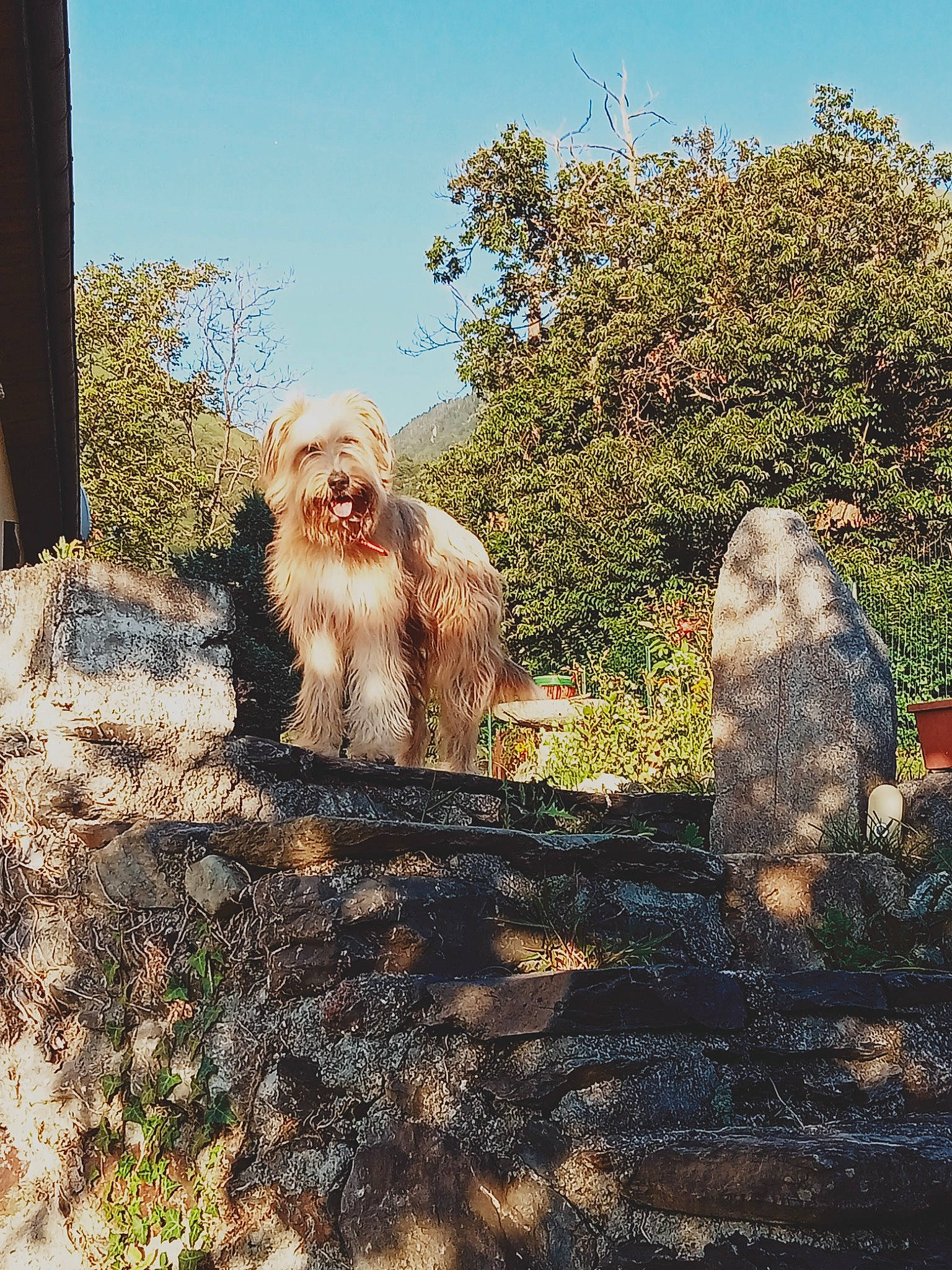 Pépette a rejoint le concours — aidez-le/la à gagner de superbes lots ! adaptation, bedrock, companion_dog, fawn, fur, grass, landscape, liver, mammal, plant, primate, rock, sky, soil, tail, terrestrial_animal, trunk, wildlife, wood