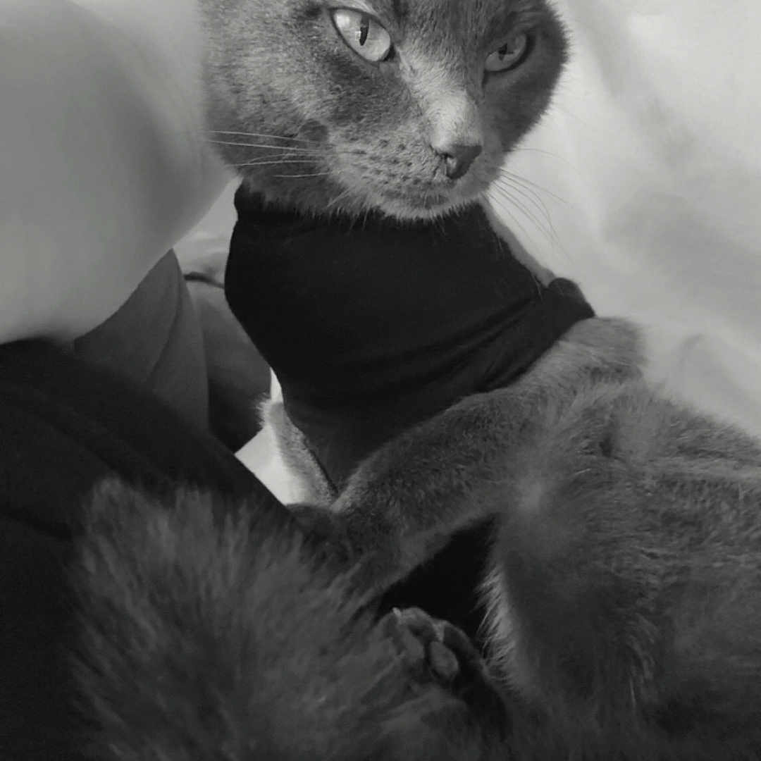 Yunna participe au concours pour gagner de l'argent avec cette photo : cat, pet, animal, black_and_white, person, clothing, shirt, lap, fur, portrait, indoor, cozy, relaxed, seated, domestic_animal, whiskers, ears, tail, feline, intense_gaze