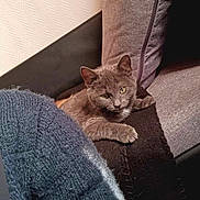 Yunna participe au concours pour gagner de l'argent avec cette photo : cat, gray_cat, couch, pillow, blanket, knitted, cozy, indoor, pet, relaxed, fur, animal, resting, feline, home, comfort, screenshot, social_media, text_overlay, blue