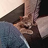 cat, gray_cat, couch, pillow, blanket, knitted, cozy, indoor, pet, relaxed, fur, animal, resting, feline, home, comfort, screenshot, social_media, text_overlay, blue
