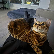 Nina is registered to the contest to win money with this photo: cat, bengal_cat, indoor, night, window, city_lights, lap, person, furniture, sofa, floor, relaxing, pet, animal, whiskers, ears, eyes, fur, cozy, home
