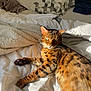 animal, bed, bengal_cat, blanket, cat, cozy, cute, domestic_cat, feline, fur, indoor, paw, pet, relaxed, resting, sleepy, striped, sunlight, warm_light, whiskers