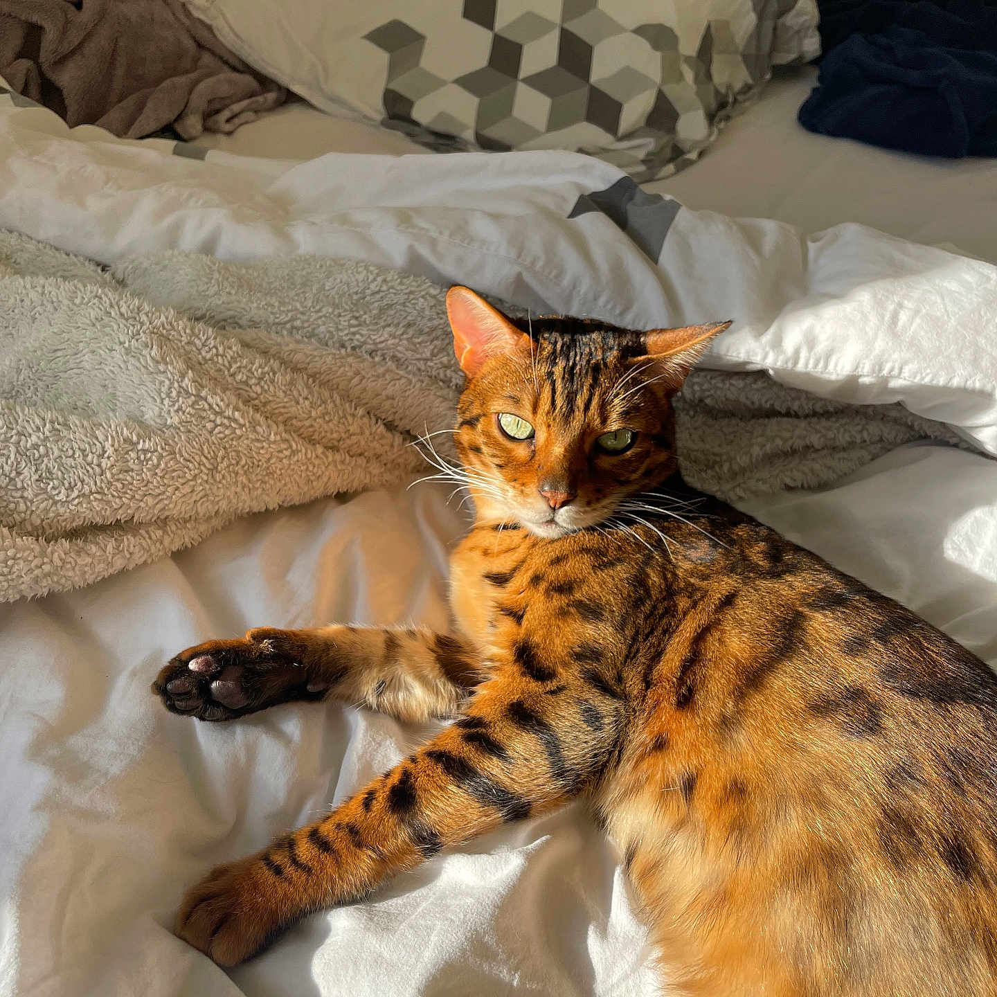 Laurens participe au concours pour gagner de l'argent avec cette photo : animal, bed, bengal_cat, blanket, cat, cozy, cute, domestic_cat, feline, fur, indoor, paw, pet, relaxed, resting, sleepy, striped, sunlight, warm_light, whiskers