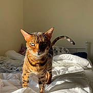 Laurens a rejoint le concours — aidez-le/la à gagner de superbes lots ! animal, bed, bengal_cat, blanket, cat, comfort, cozy, domestic_cat, ears, face, feline, fur, green_eyes, indoor, pet, spots, striped, sunlight, tail, whiskers