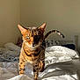 animal, bed, bengal_cat, blanket, cat, comfort, cozy, domestic_cat, ears, face, feline, fur, green_eyes, indoor, pet, spots, striped, sunlight, tail, whiskers