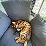 Laurens participe au concours pour gagner de l'argent avec cette photo : animal, bengal_cat, cat, chair, cozy, cushion, ear, feline, fur_pattern, home, indoor, natural_light, paw, pet, relaxed, resting, spotted_fur, tail, whiskers, window
