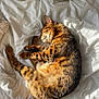 Laurens a rejoint le concours — aidez-le/la à gagner de superbes lots ! animal, bed, cat, cozy, domestic_animal, feline, fur, indoor, paw, peaceful, pet, relaxed, resting, sleeping, soft_texture, striped, sunlight, tabby_cat, whiskers, white_bedspread