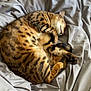 animal, bed, bengal_cat, blanket, cat, cozy, cute, domestic_cat, feline, fur, indoor, patterned_fur, paw, pet, relaxed, resting, sleeping, soft, tail, whiskers