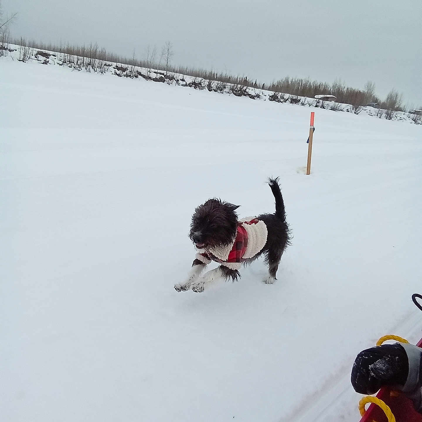 Rocket joined the competition — help win amazing prizes! accessories, animal, bulldog, canine, dog, hound, ice, nature, outdoors, pet, piste, pointer, poodle, puppy, snow, sport, strap, terrier, toy, winter