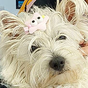 Upsye participe au concours pour gagner de l'argent avec cette photo : dog, white_dog, fluffy, hair_clip, pink_clip, star_clip, pet, indoor, person, striped_clothing, hand, cute, close_up, fur, animal, portrait, looking, adorable, companion, cozy