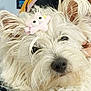 dog, white_dog, fluffy, hair_clip, pink_clip, star_clip, pet, indoor, person, striped_clothing, hand, cute, close_up, fur, animal, portrait, looking, adorable, companion, cozy