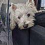 Upsye a rejoint le concours — aidez-le/la à gagner de superbes lots ! dog, white_dog, pet, canine, fluffy, fur, face, ears, nose, couch, furniture, indoor, living_room, plastic_chair, television, relaxed, cute, animal, resting, home