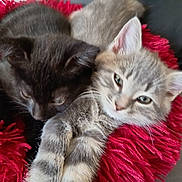 Calipsia a rejoint le concours — aidez-le/la à gagner de superbes lots ! kitten, cat, black_cat, gray_cat, furry, pet, animal, cute, snuggling, cushion, red, soft, sleepy, indoor, closeup, pair, cozy, young, resting, domestic_cat