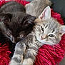 kitten, cat, black_cat, gray_cat, furry, pet, animal, cute, snuggling, cushion, red, soft, sleepy, indoor, closeup, pair, cozy, young, resting, domestic_cat