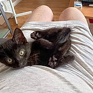 Shadow a rejoint le concours — aidez-le/la à gagner de superbes lots ! kitten, black_cat, lap, person, shorts, indoor, wooden_floor, curious, pet, animal, feline, cute, cozy, relaxing, home, paws, sitting, looking_up, young_cat, domestic_cat