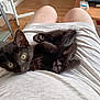kitten, black_cat, lap, person, shorts, indoor, wooden_floor, curious, pet, animal, feline, cute, cozy, relaxing, home, paws, sitting, looking_up, young_cat, domestic_cat