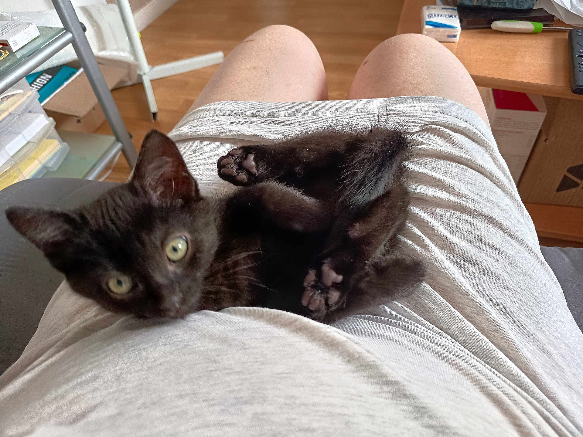 Shadow a rejoint le concours — aidez-le/la à gagner de superbes lots ! kitten, black_cat, lap, person, shorts, indoor, wooden_floor, curious, pet, animal, feline, cute, cozy, relaxing, home, paws, sitting, looking_up, young_cat, domestic_cat