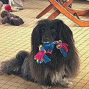 Moby a rejoint le concours — aidez-le/la à gagner de superbes lots ! animal, black_dog, chair, cute, dog, domestic, floor, floor_tile, fur, indoor, long_hair, pet, pet_toy, playful, plush_toy, resting, rope_toy, tile, toy, wooden_furniture