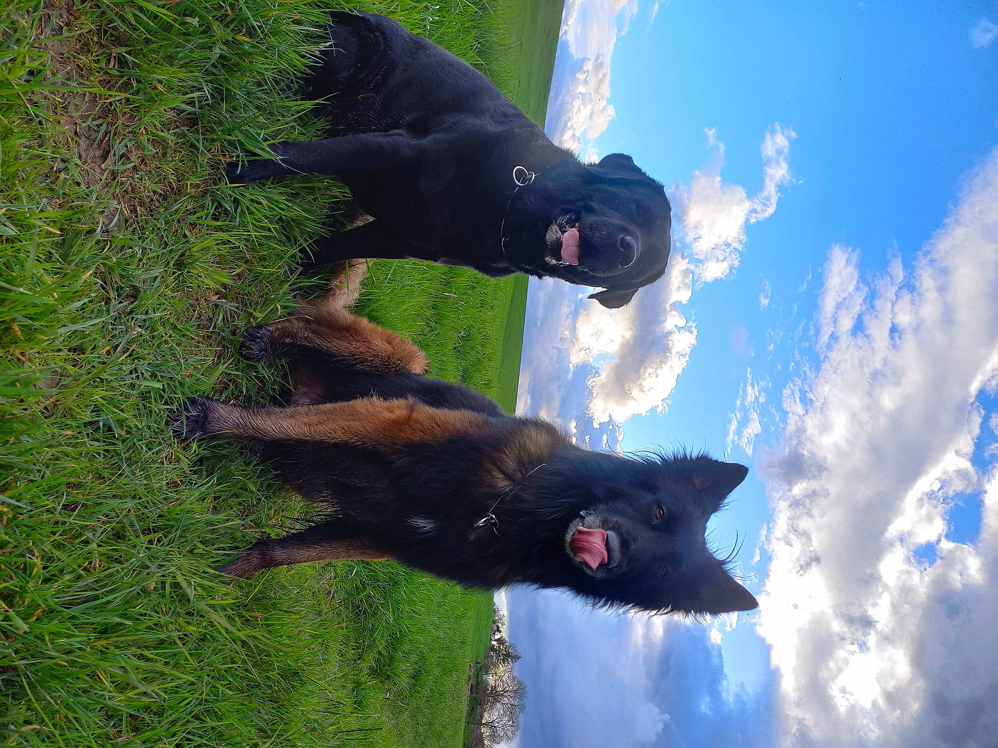 Nash a rejoint le concours — aidez-le/la à gagner de superbes lots ! canidae, cloud, cumulus, dog_breed, electric_blue, fun, grass, guard_dog, hat, people_in_nature, plant, sky, sporting_group, tail, terrestrial_animal, tree, water, working_animal