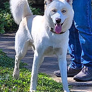 Buddy is registered to the contest to win money with this photo: dog, white_dog, blue_eyes, tongue_out, leash, outdoor, grass, sidewalk, person, jeans, sneakers, sunlight, happy, pet, canine, fluffy_tail, standing, nature, daytime, animal
