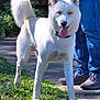dog, white_dog, blue_eyes, tongue_out, leash, outdoor, grass, sidewalk, person, jeans, sneakers, sunlight, happy, pet, canine, fluffy_tail, standing, nature, daytime, animal