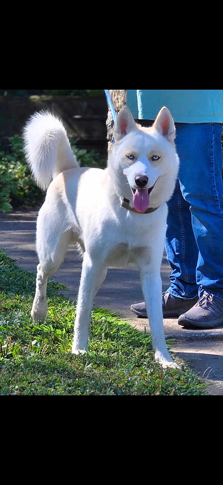 Buddy is registered to the contest to win money with this photo: dog, white_dog, blue_eyes, tongue_out, leash, outdoor, grass, sidewalk, person, jeans, sneakers, sunlight, happy, pet, canine, fluffy_tail, standing, nature, daytime, animal