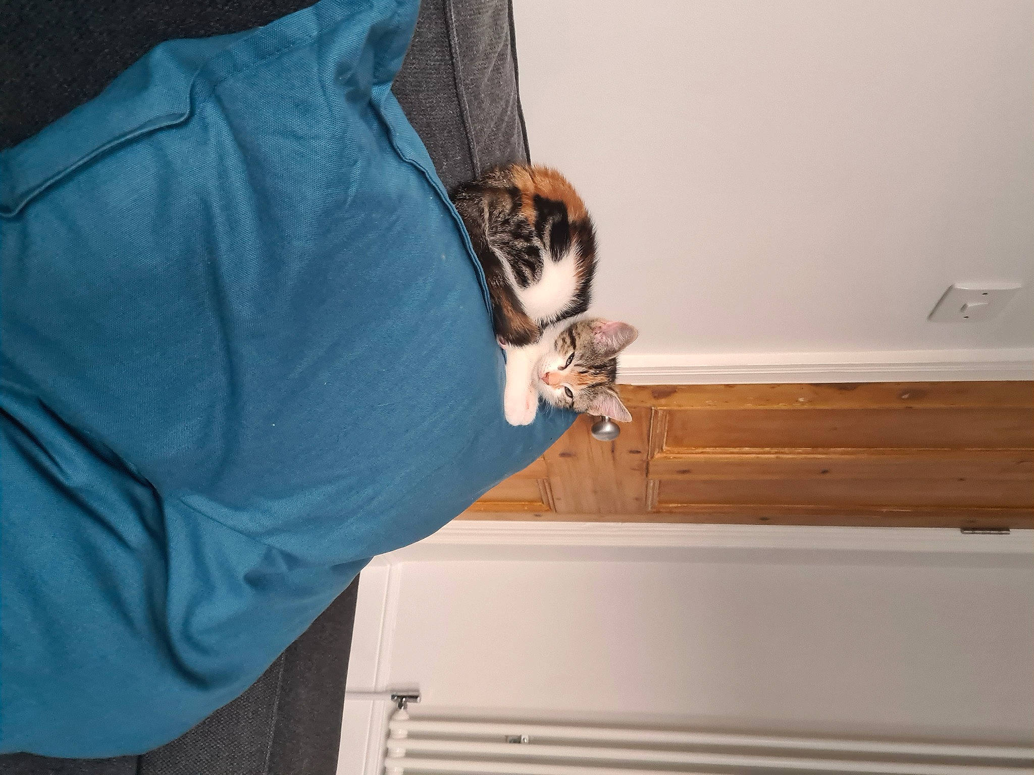 Peachy joined the competition — help win amazing prizes! carnivore, cat, ceiling, comfort, domestic_short_haired_cat, door, elbow, felidae, fur, hardwood, molding, room, sleeve, small_to_medium_sized_cats, tail, wall_plate, whiskers, window, wood, wood_stain