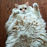 Biscuit is registered to the contest to win money with this photo: cat, fluffy, white, pet, animal, fur, paws, wooden_floor, cute, lying_down, playful, domestic, feline, whiskers, indoor, relaxed, looking_up, raised_paws, closeup, portrait