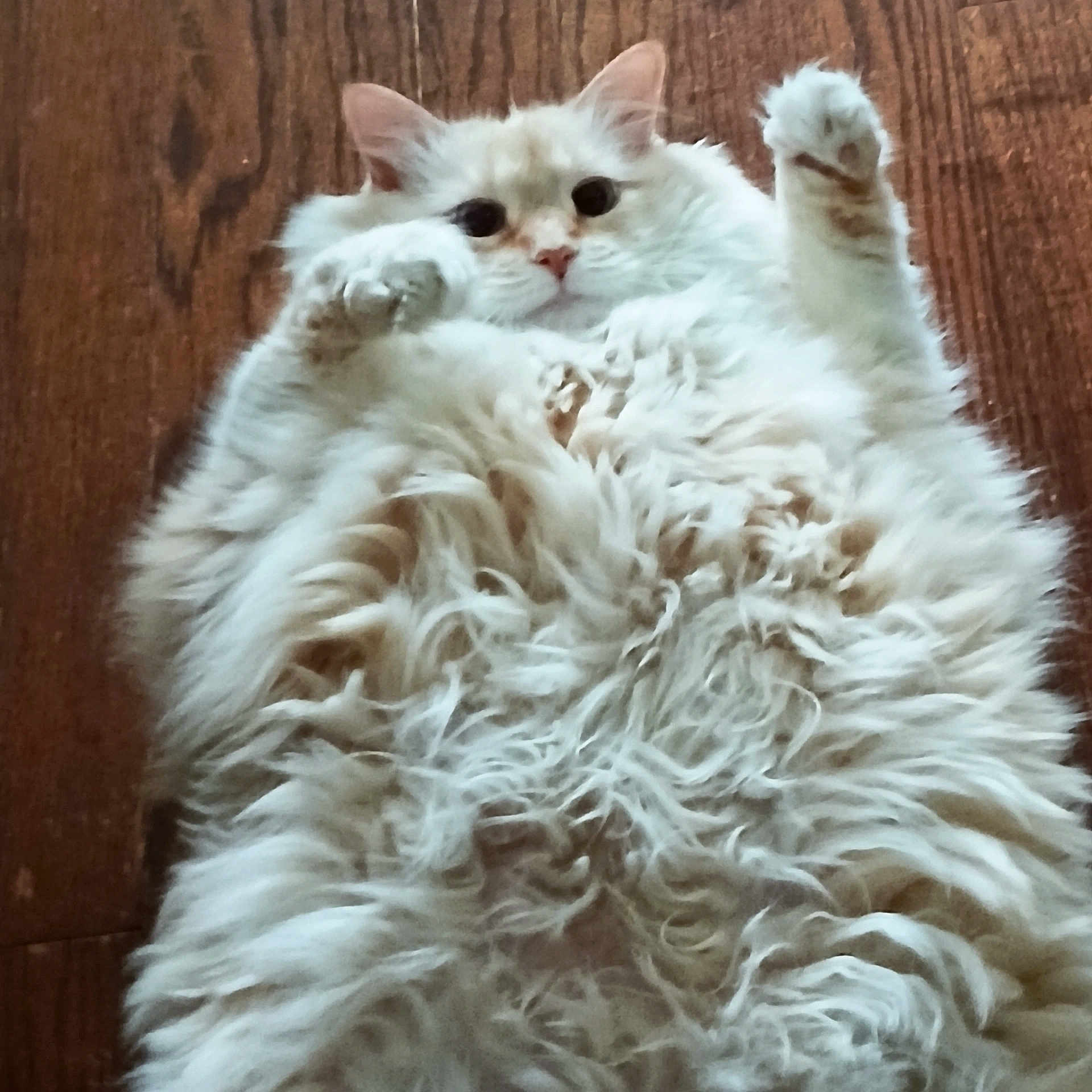 Biscuit