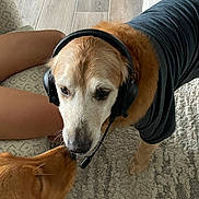 Turner is registered to the contest to win money with this photo: adult, animal, canine, couch, dog, electronics, furniture, goldenretriever, headphones, hound, indoors, interiordesign, labradorretriever, male, man, person, pet, puppy, walkingdog, wood