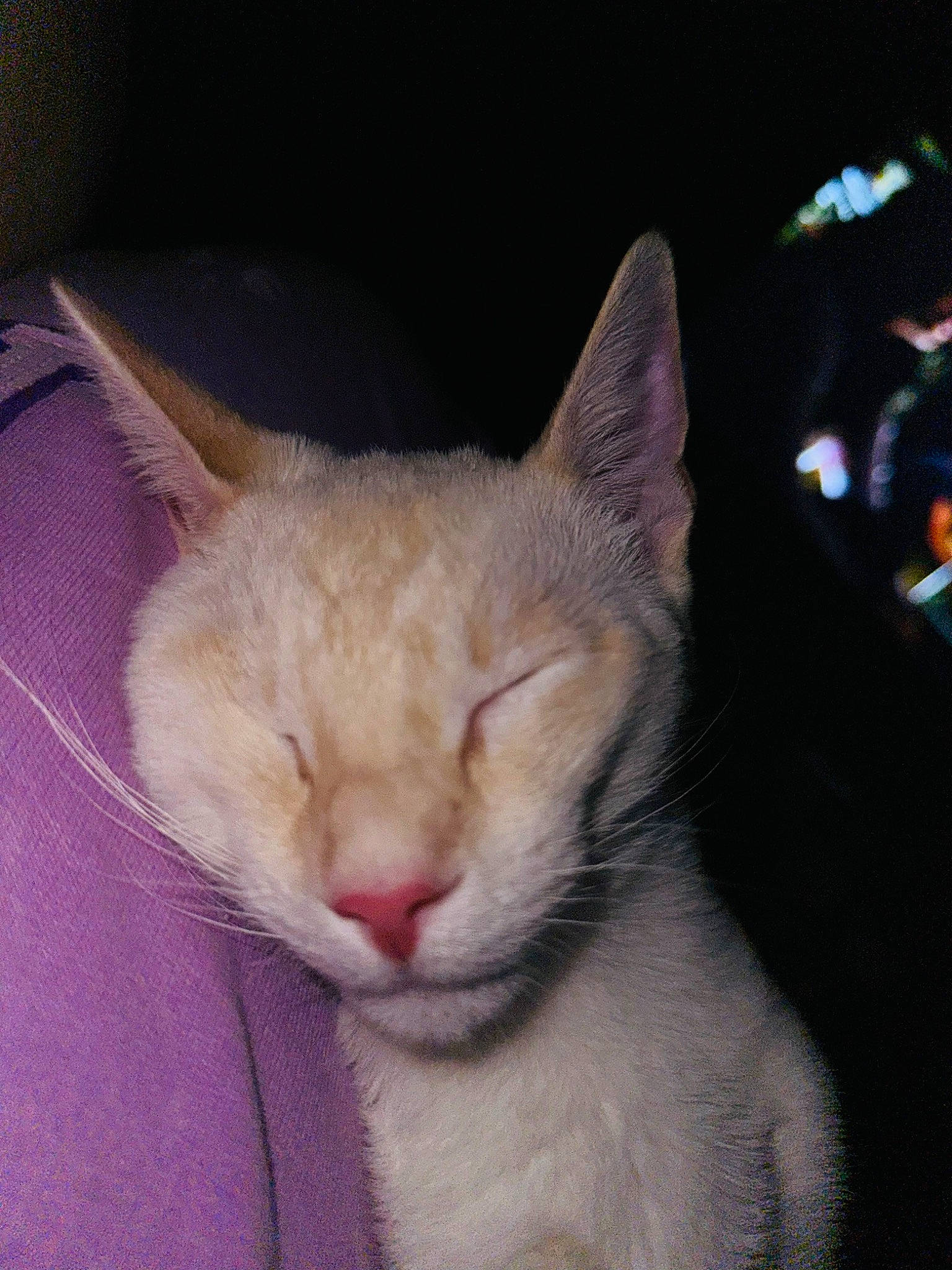 Cosmo joined the competition — help win amazing prizes! carnivore, cat, cat_supply, claw, comfort, domestic_short_haired_cat, eye, fawn, felidae, fur, nap, paw, small_to_medium_sized_cats, snout, tail, terrestrial_animal, whiskers