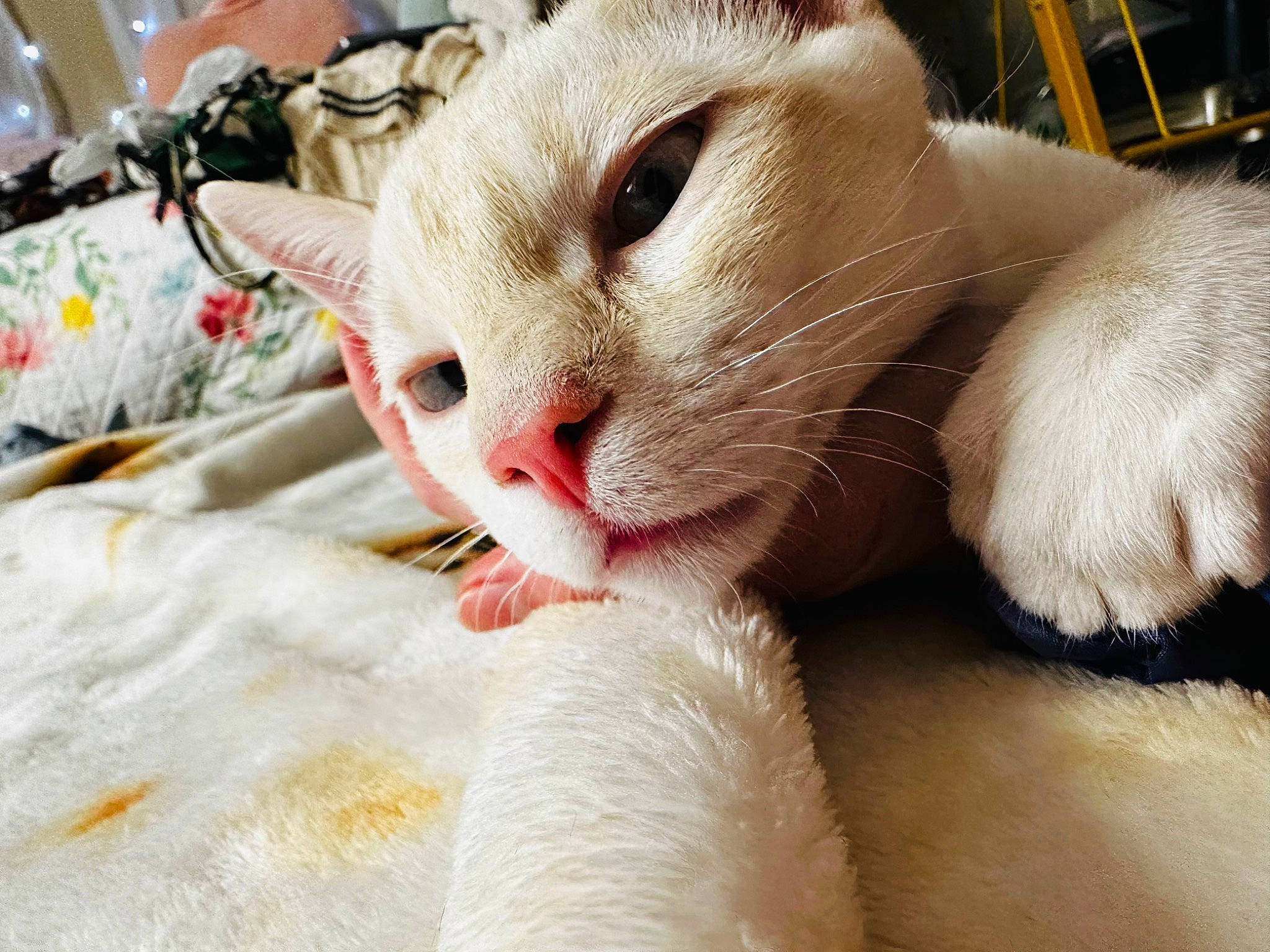 Cosmo is registered to the contest to win money with this photo: carnivore, cat, claw, comfort, domestic_short_haired_cat, eyelash, fang, fawn, felidae, fur, linens, nail, paw, small_to_medium_sized_cats, snout, tail, whiskers