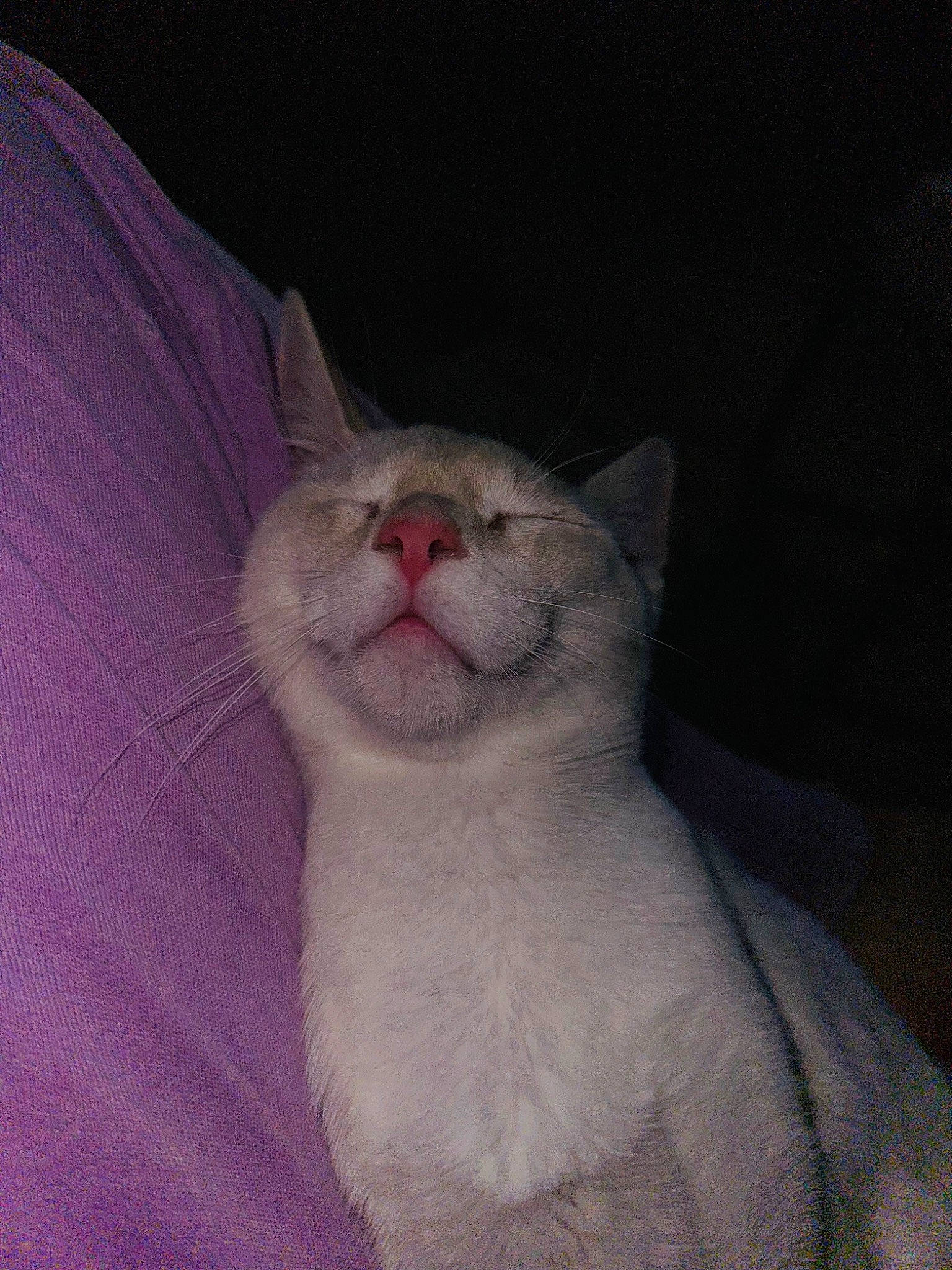 Cosmo joined the competition — help win amazing prizes! carnivore, cat, comfort, domestic_short_haired_cat, ear, felidae, fur, small_to_medium_sized_cats, terrestrial_animal, whiskers