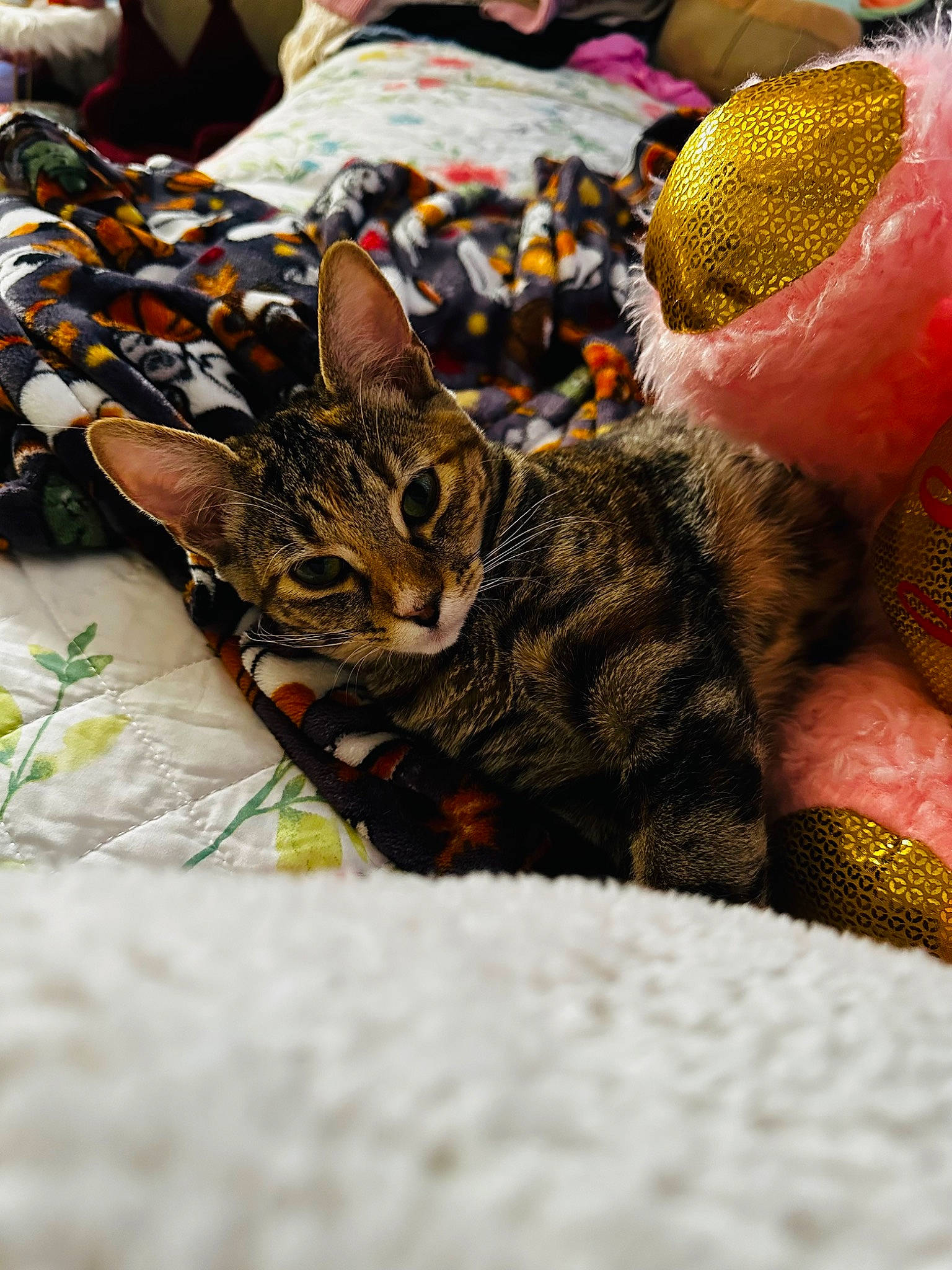 Sunshine joined the competition — help win amazing prizes! art, carnivore, cat, claw, comfort, domestic_short_haired_cat, felidae, fur, grass, linens, military_camouflage, nap, pattern, small_to_medium_sized_cats, snout, terrestrial_animal, whiskers, wildlife, wool, woolen