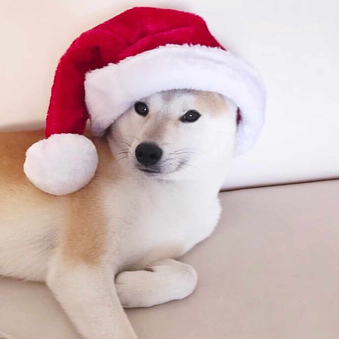 Cyrus joined the competition — help win amazing prizes! animal, baseballcap, blanket, canine, cap, clothing, dog, eskimodog, fox, hat, hood, hound, husky, person, pet, puppy, sleeping, snout, towel, whitedog