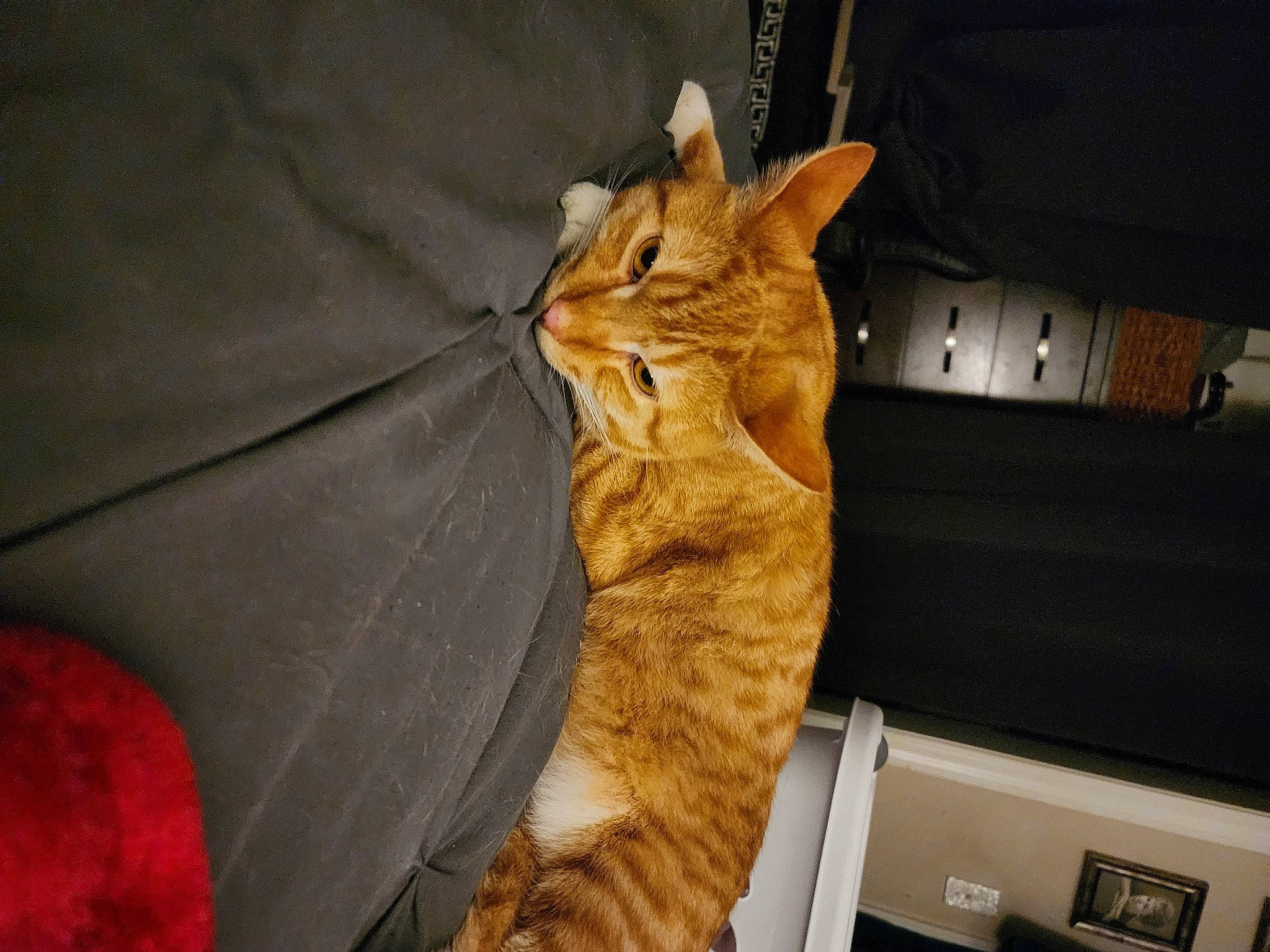 Garfield is registered to the contest to win money with this photo: brown, carnivore, cat, claw, comfort, domestic_short_haired_cat, fawn, felidae, fur, paw, small_to_medium_sized_cats, snout, tail, whiskers, wildlife, window, wood