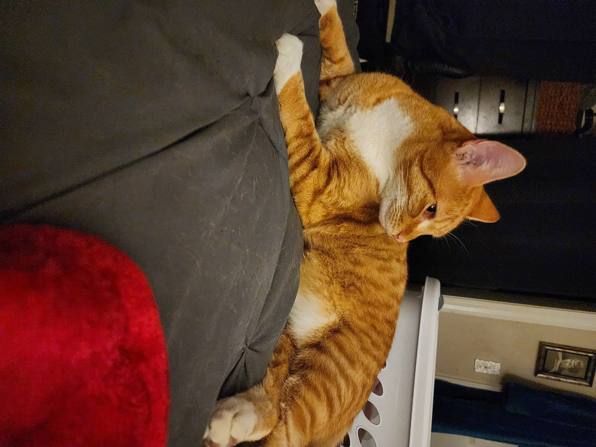 Garfield joined the competition — help win amazing prizes! bed, carnivore, cat, claw, comfort, couch, domestic_short_haired_cat, fawn, felidae, fur, linens, nap, paw, room, sleep, small_to_medium_sized_cats, snout, tail, whiskers, wood