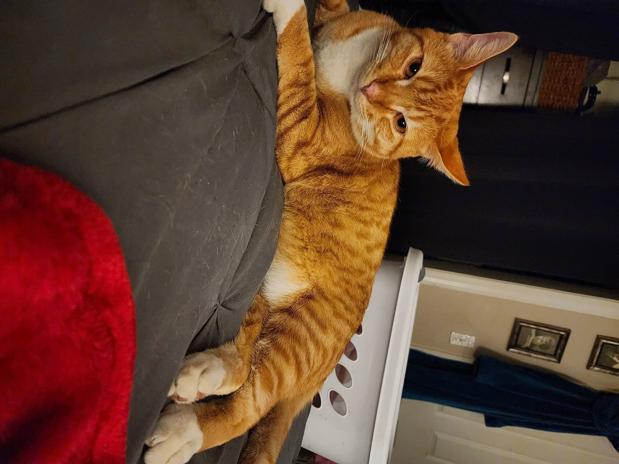 Garfield joined the competition — help win amazing prizes! carnivore, cat, comfort, couch, domestic_short_haired_cat, fawn, felidae, fur, gesture, lap, paw, room, small_to_medium_sized_cats, snout, tail, tree, vertebrate, whiskers, window, wood