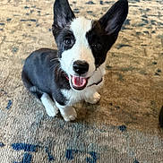 Irena joined the competition — help win amazing prizes! adorable, animal, black_and_white, canine, carpet, companion, cute, dog, domestic, ears, friendly, fur, indoor, looking_up, pet, playful, puppy, sitting, smiling, young